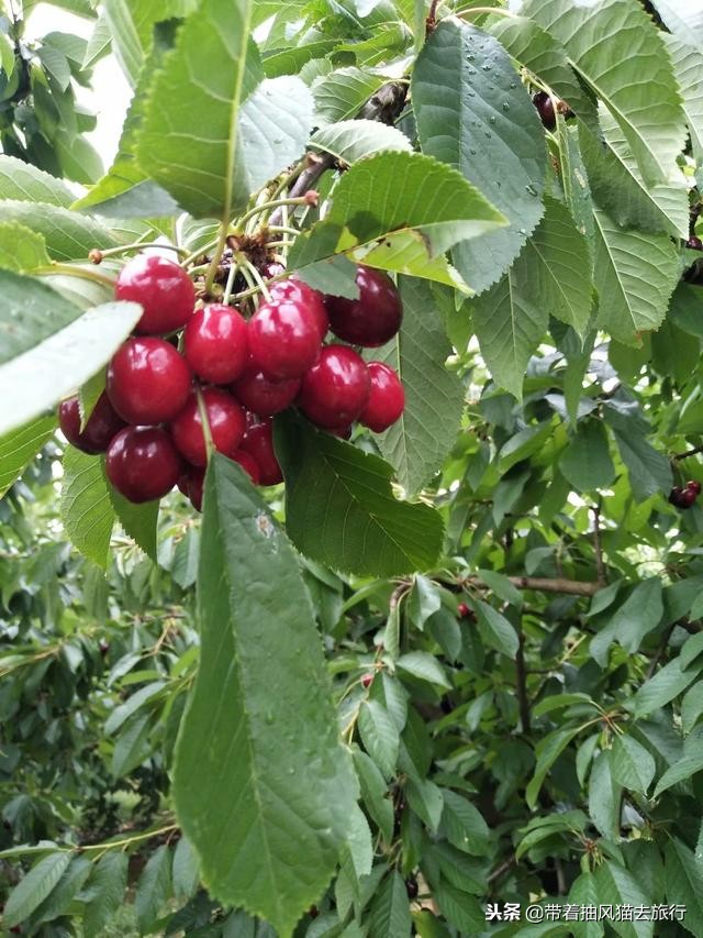 摘果子来摘果子吃啦,墨尔本摘樱桃