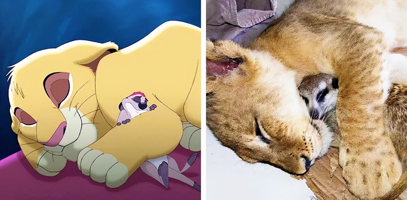 盘点那些经典的可爱卡通动物,盘点那些长得像漫画版形象的动物