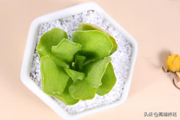 多肉小贵货一览表,水泡系列多肉植物