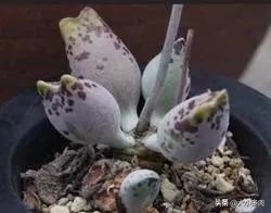 多肉品种水泡,粉色萌宠多肉