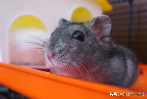 被宠物仓鼠咬了要打几针破伤风,被宠物仓鼠咬了需要打疫苗吗