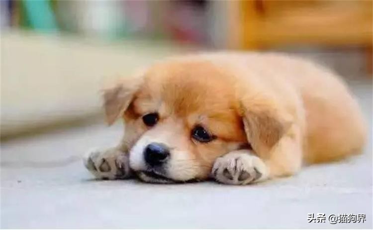 狗狗便便成形是不是代表细小好了,狗狗便便不成形是什么原因