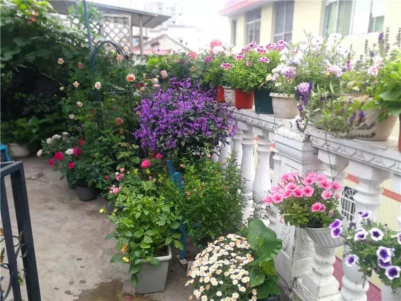 天竺葵的养护视频,垂吊天竺葵的养护