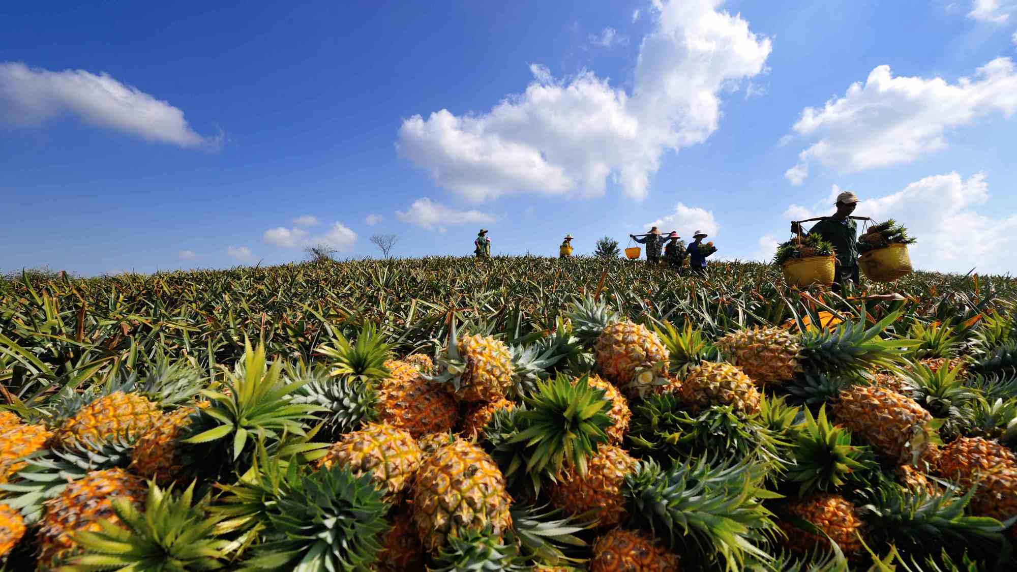 神湾菠萝和徐闻菠萝哪个好吃,广东湛江徐闻菠萝和别的菠萝区别
