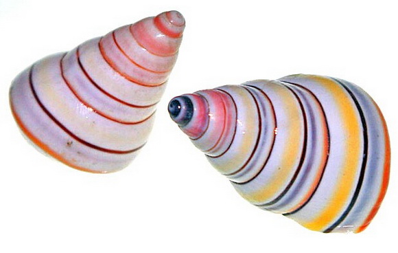 大千世界追寻神秘生物,大千世界昆虫