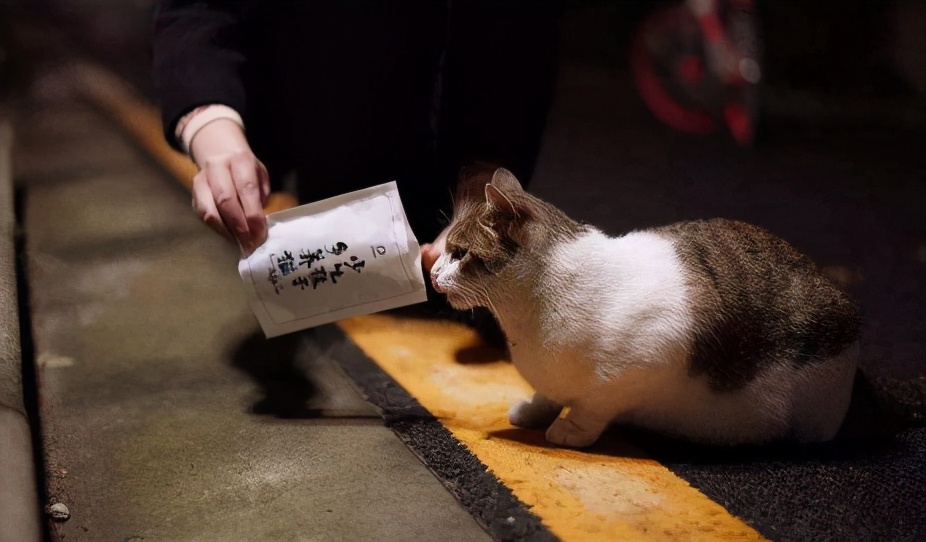 抑郁症患者养猫好还是养狗好,抑郁症的人养猫狗能有帮助吗