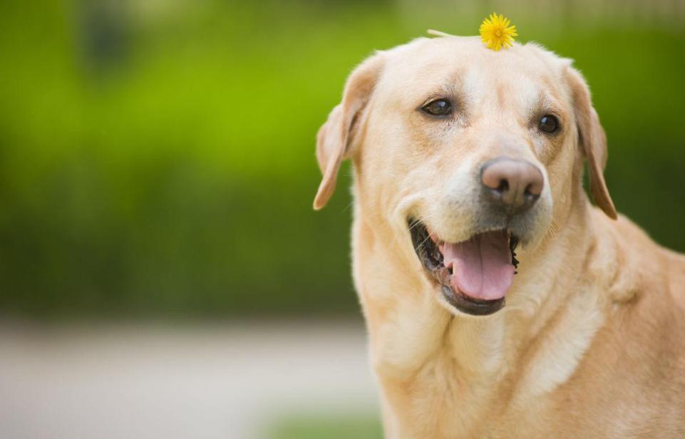狗狗喜欢吃墙灰怎么回事,你家狗狗总喜欢咬你的手指