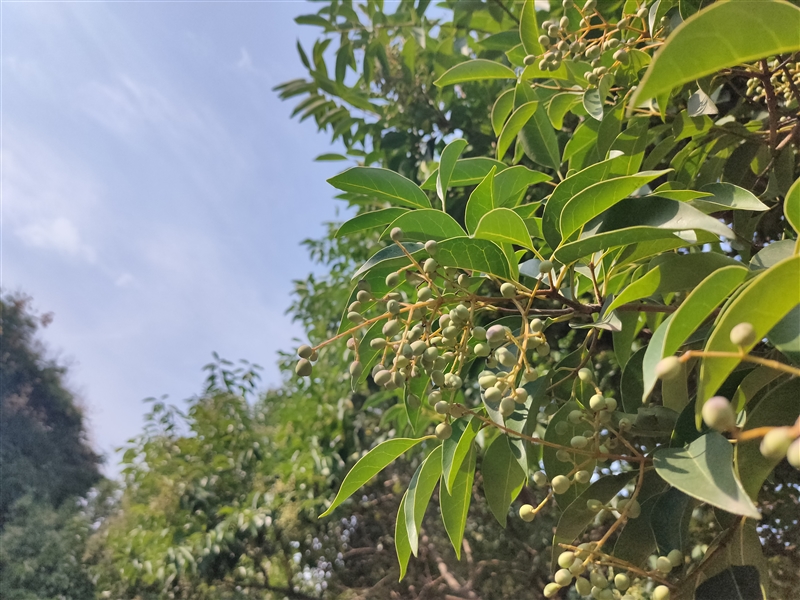 realmex290hz,realmex2与realmex2pro比较