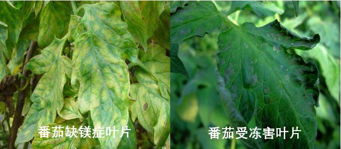 番茄冻害用碧护怎么样,番茄苗受冻害以后多少天能缓过来