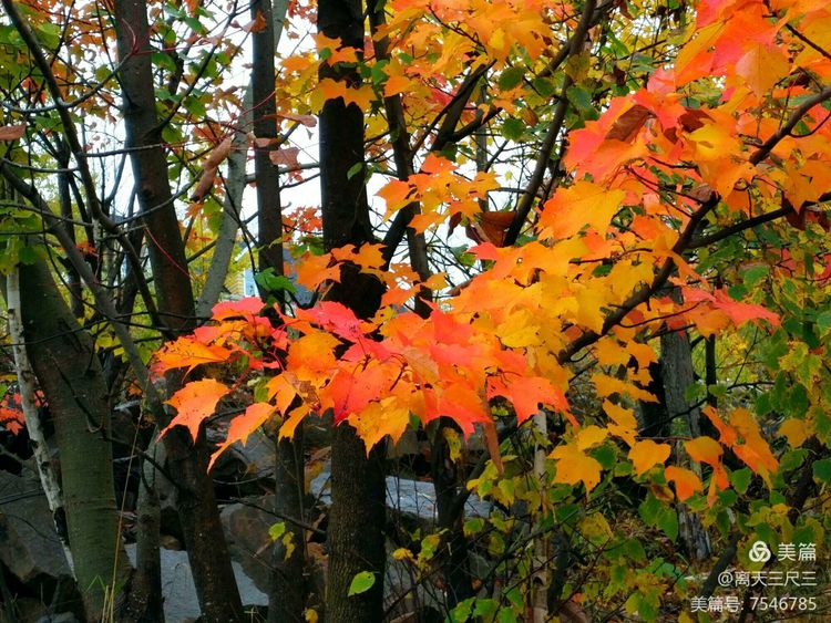 鍖楃編鏋儏閽荤煶姗℃湪,鍖楃編鏋儏鐏攨