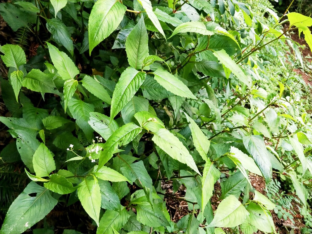 农村什么草可以治疗妇科炎症,治疗妇科炎症的草药是什么草