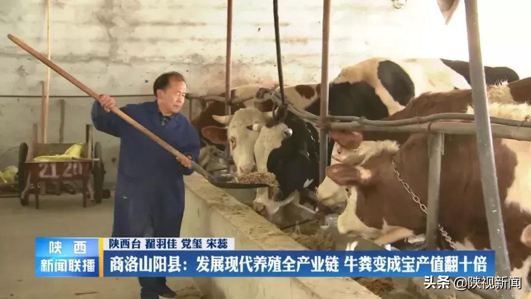 商洛山阳县这帮人对牛粪做了啥?竟比纯养牛多挣了10倍!