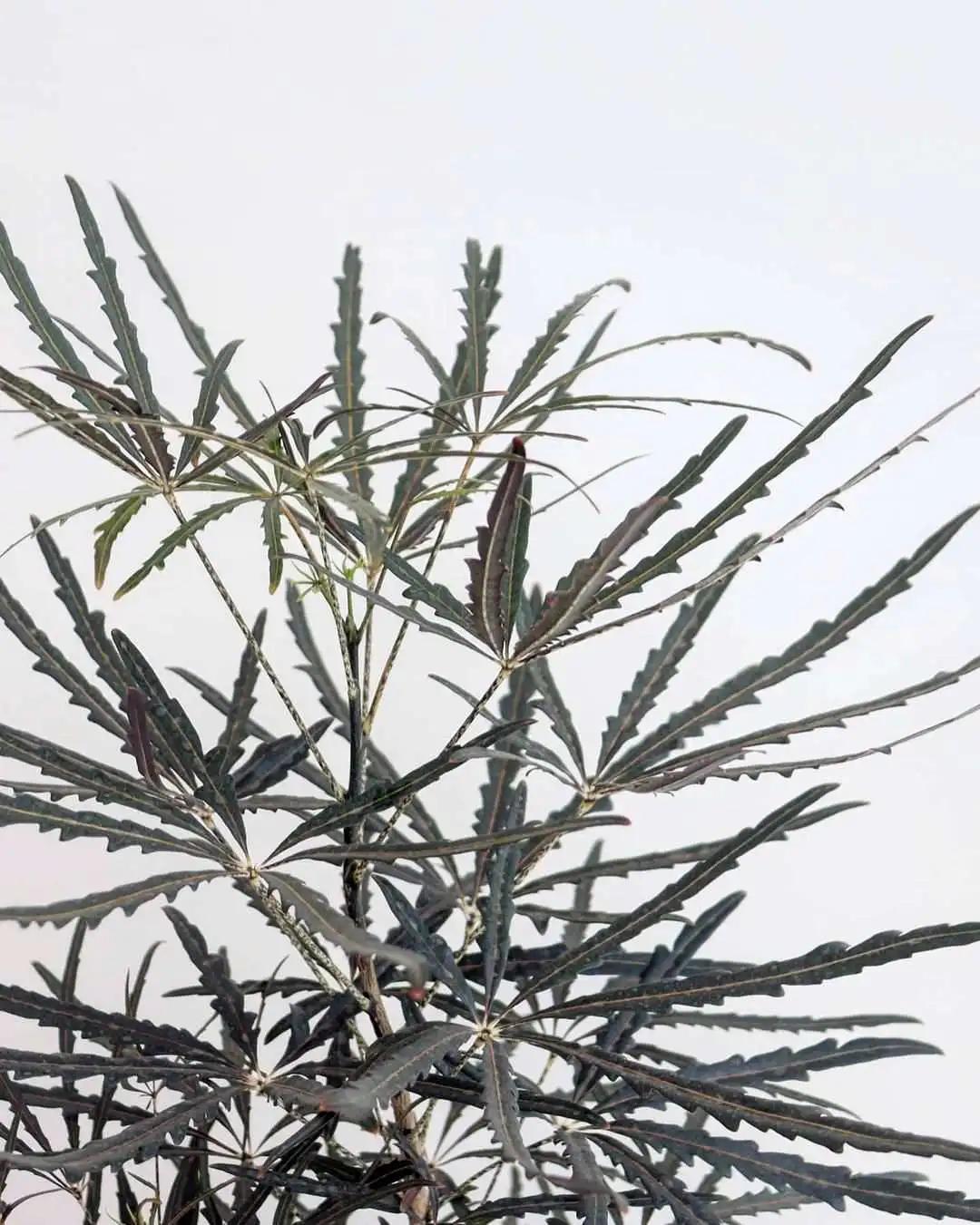 网红必备的高颜值绿植,ins风的网红绿植