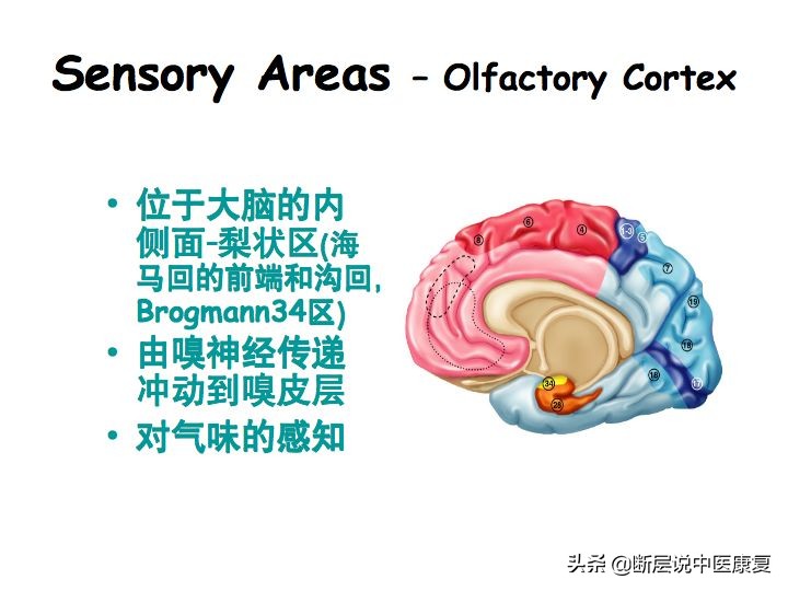 中枢神经系统断层解剖讲解,中枢神经3d解剖动画