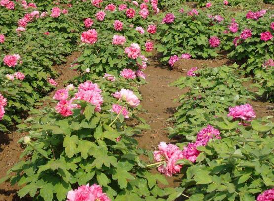 牡丹花烂根怎么补救,牡丹花烂根怎么解决