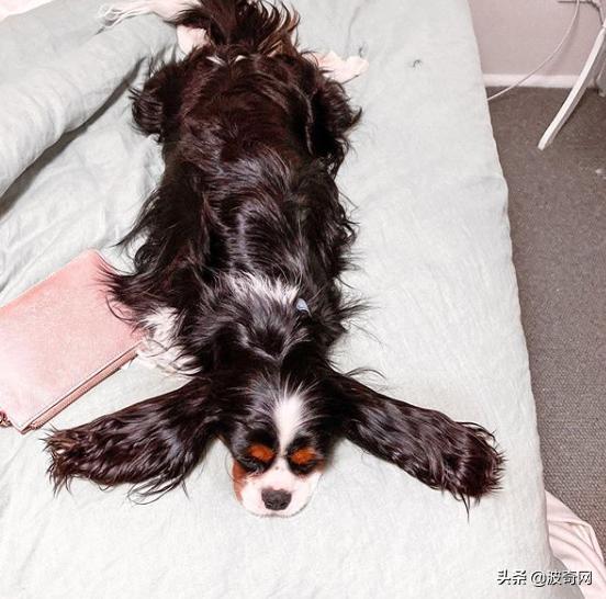 不喂狗会复位吗,不喂狗的下场