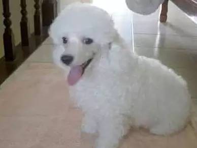 在网上买泰迪注意事项,购买泰迪幼崽