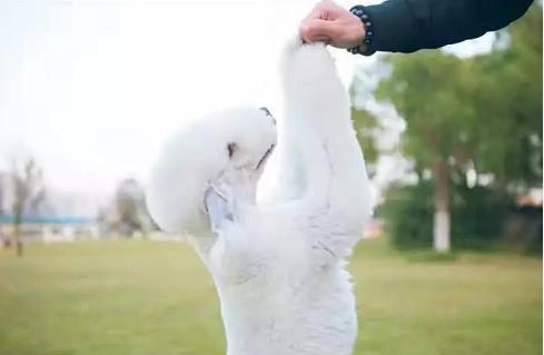 新生宠物狗怎么教,宠物小知识怎么训狗