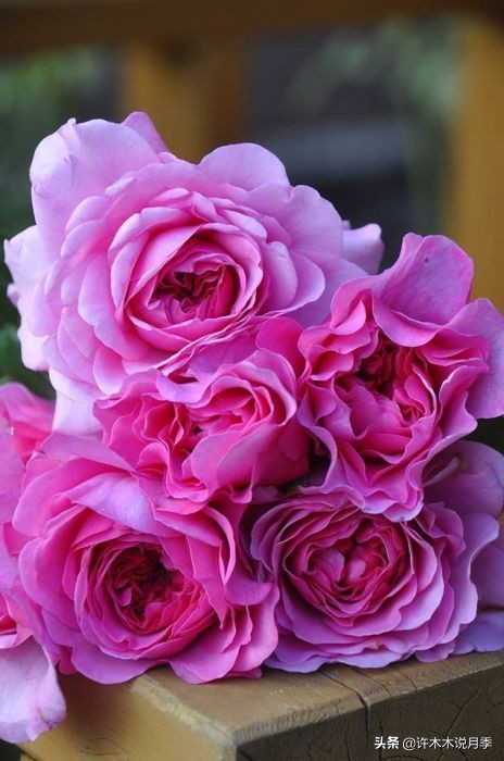 月季常见叶子问题,月季都有什么病怎么治