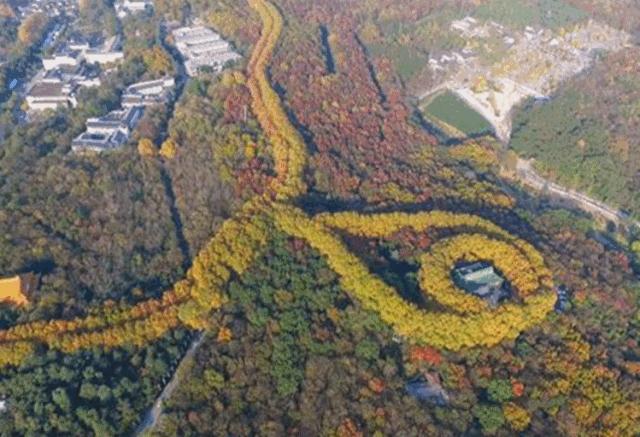 南京的秋天浪漫吗,一起去看南京最美的秋天