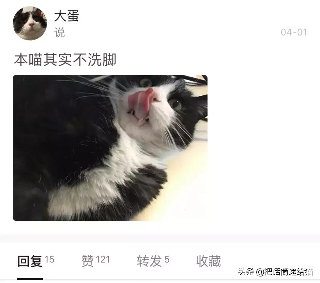 猫故事集,猫故事完整版