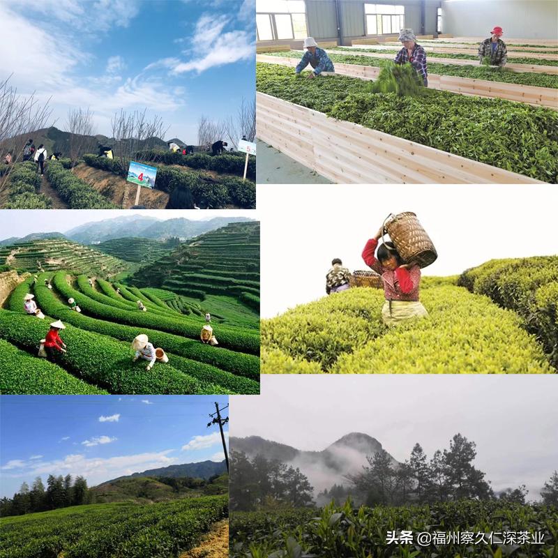 7.毛强生‖一杯会说话，有故事，人人喝得懂的茶（创业者自述）