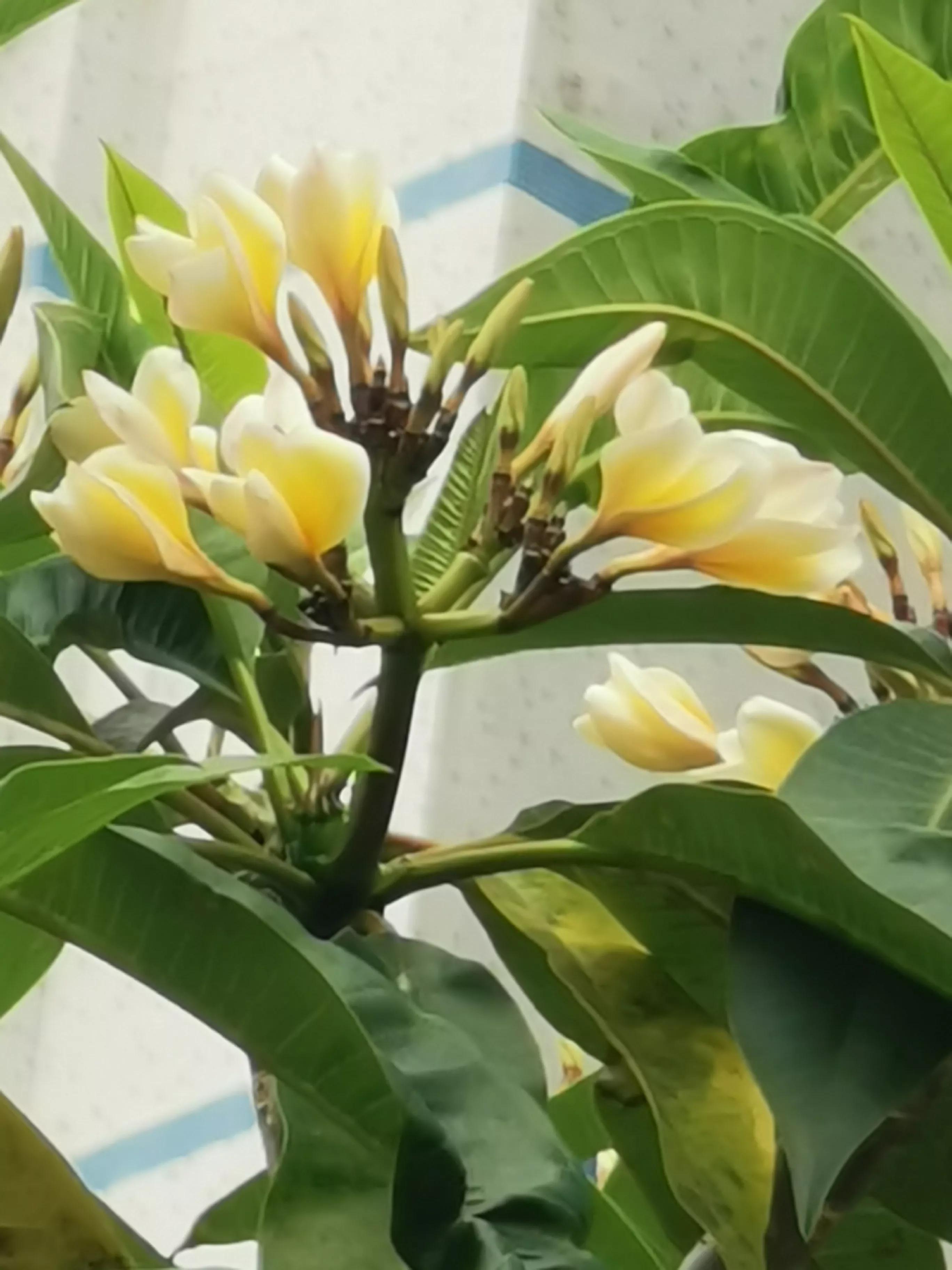 舞蹈怒放的生命,怒放的生命活出精彩