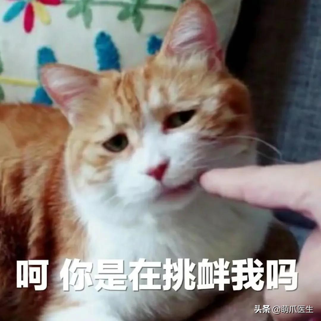 家有萌猫，千万别养这些花草！！