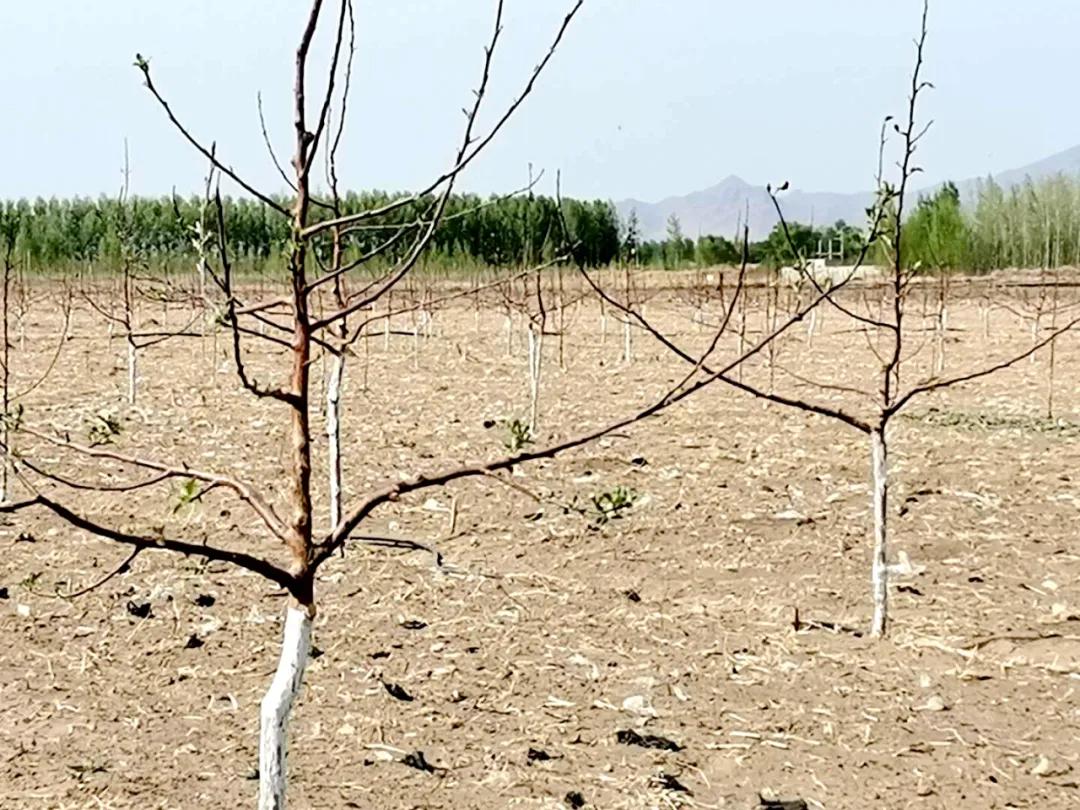 基层党建先锋村,林东镇先锋村书记