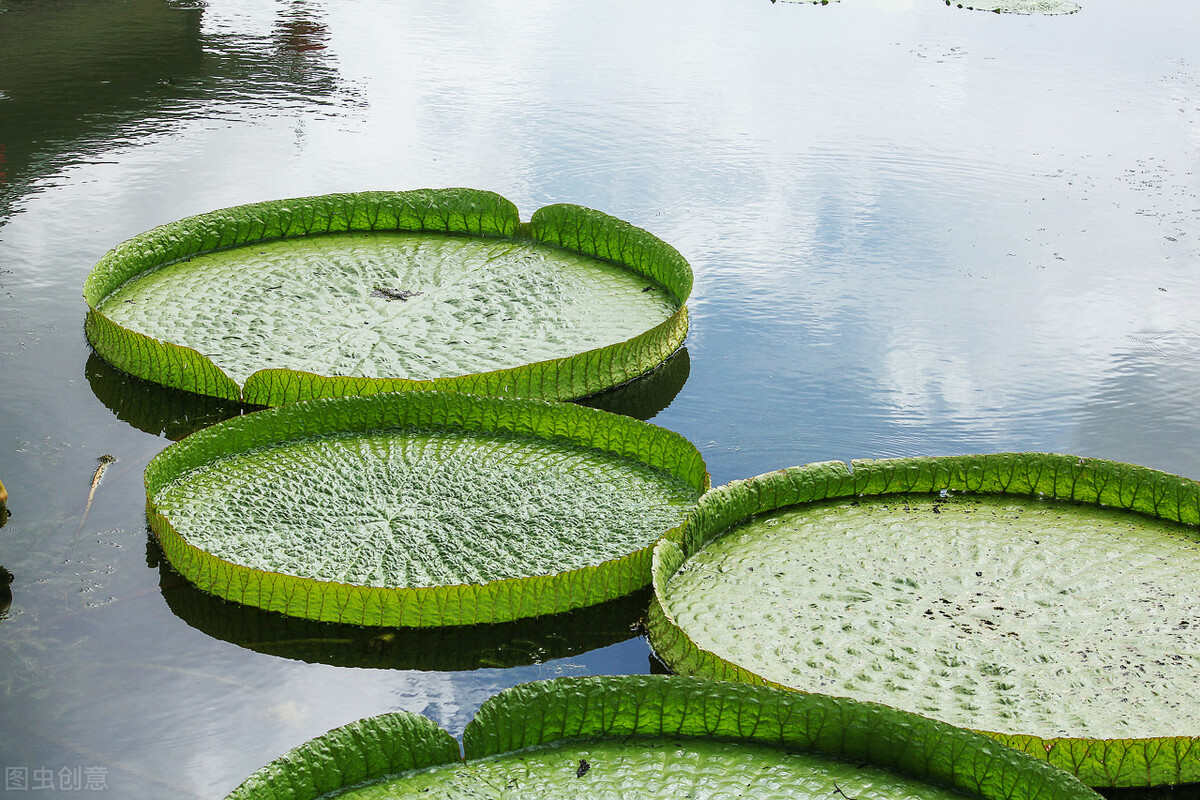 自然界嘴巴奇特的十种动物,十种奇特的自然界植物图片
