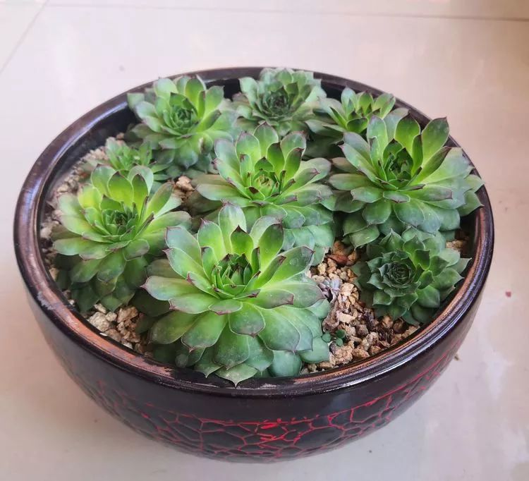 一花一世界多肉园艺,一花一世界一叶一菩提多肉植物