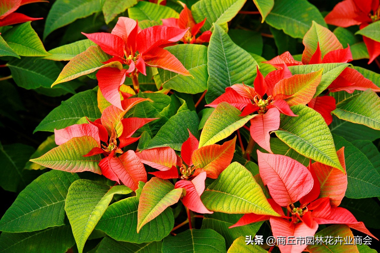 养花须谨慎,养花避免有虫