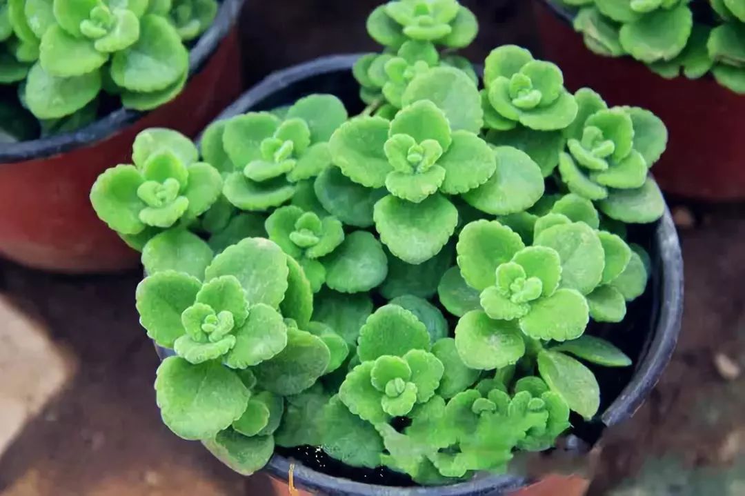 吸油烟和甲醛的植物,住新房有什么植物能去甲醛