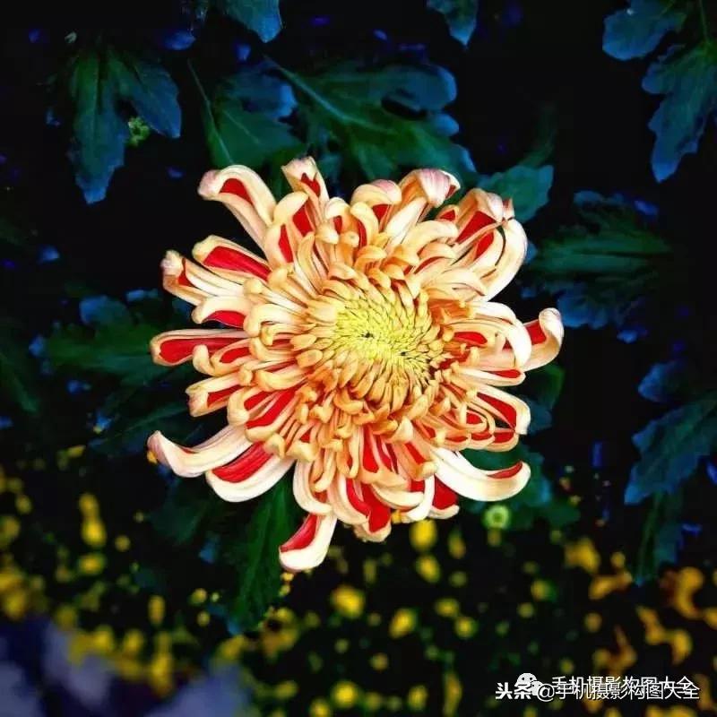 手机拍秋天摄影,记录秋天里的美好手机摄影