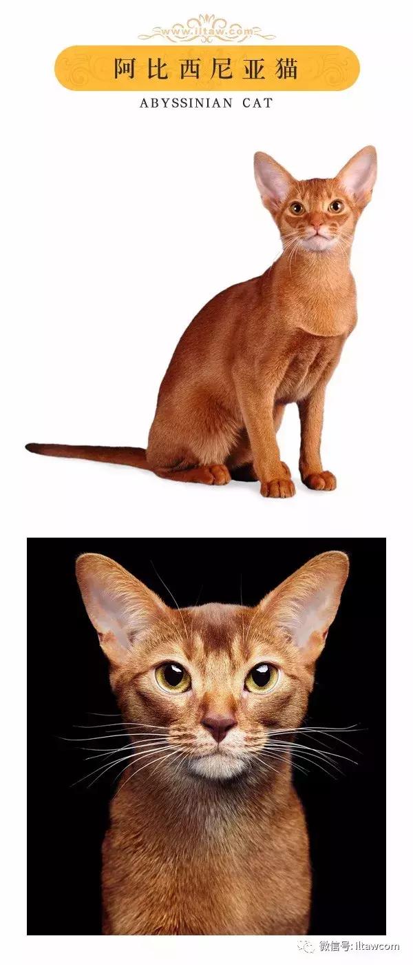 搜猫咪各种图片,世界猫咪图录