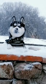 哈士奇的四大优点,哈士奇好养吗哈士奇能活多少年呢