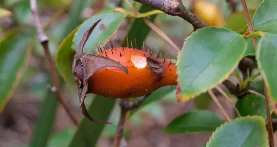 玫瑰和月季和蔷薇的区别图解,月季玫瑰蔷薇芍药牡丹的区别