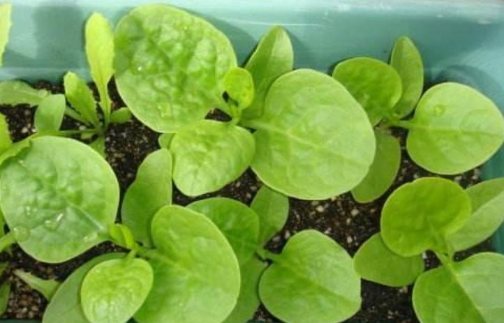 阳台上种菜一般种几个,阳台种菜几种种子放一起行吗