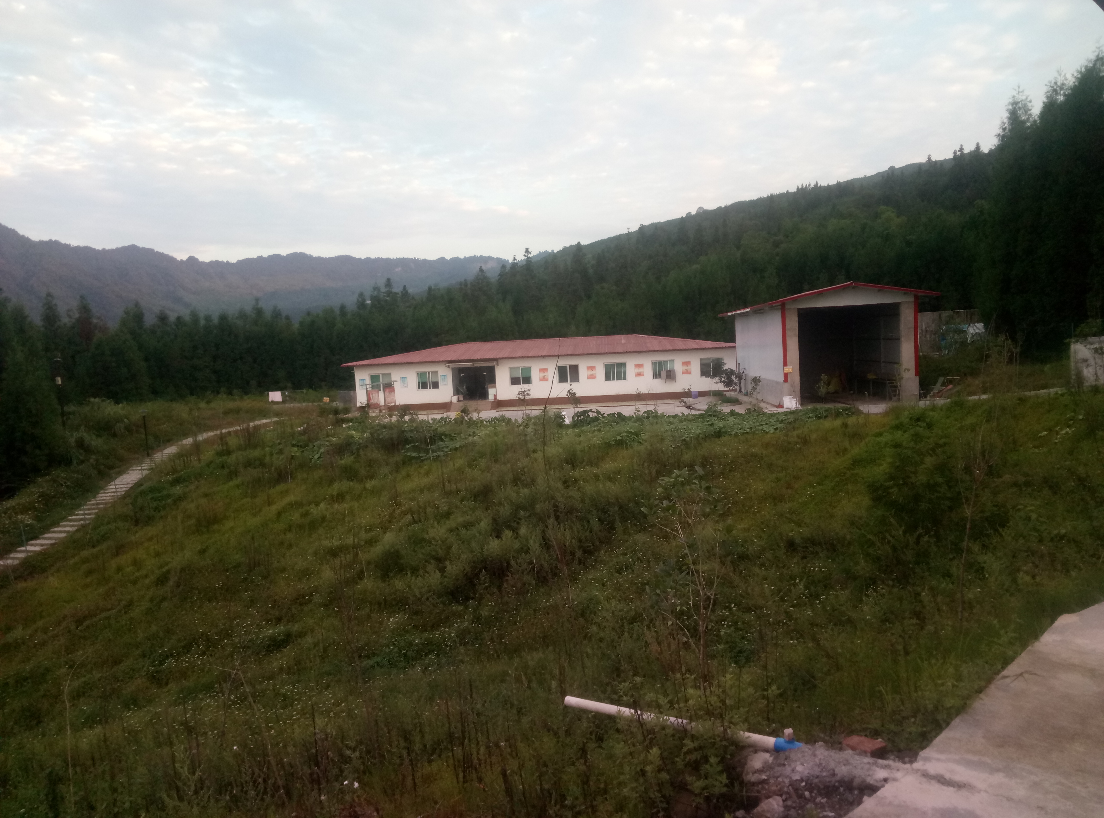 猪场免疫程序及流程图表,猪场正规免疫程序图