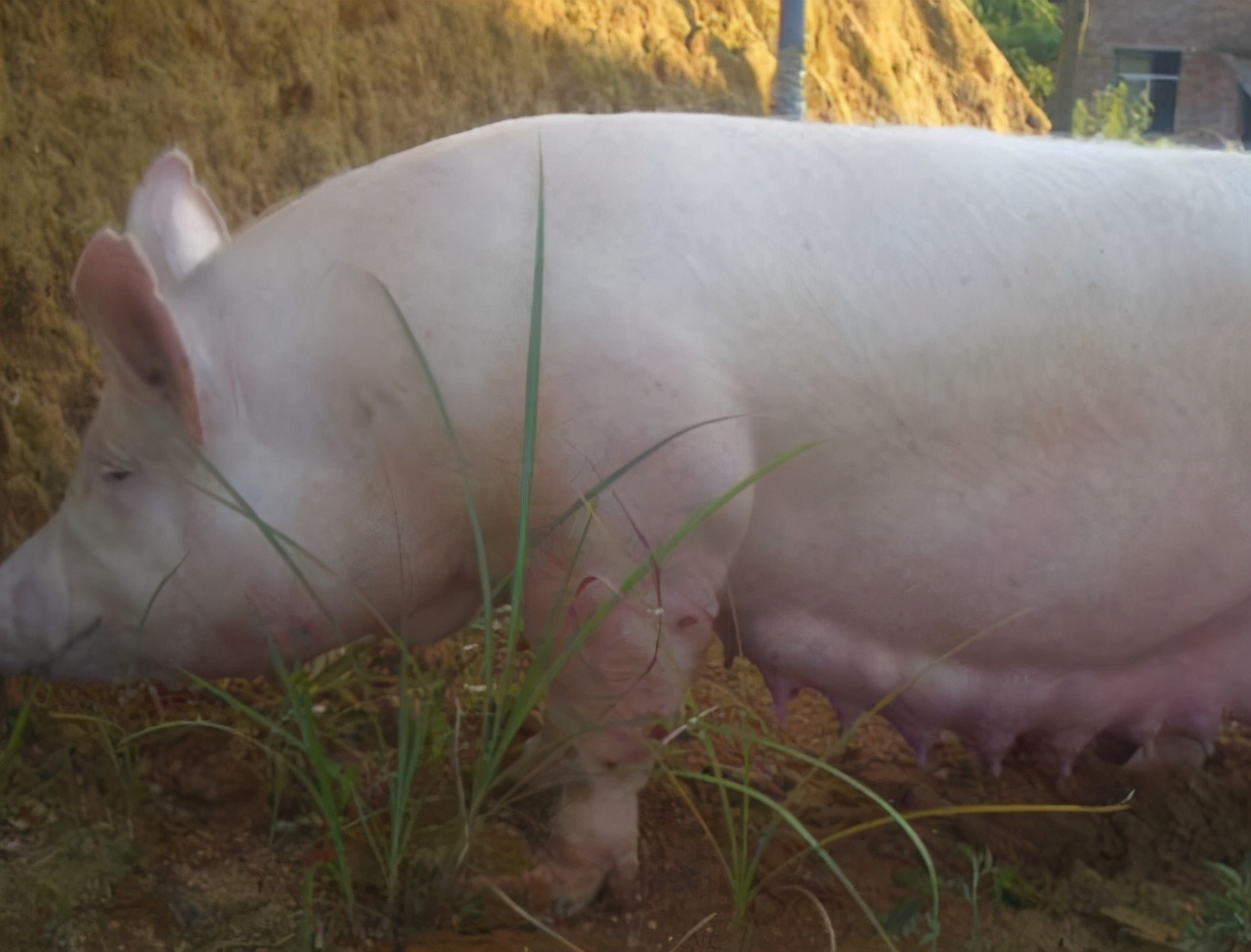母猪到了预产期还不产子十多天了,母猪预产期过了