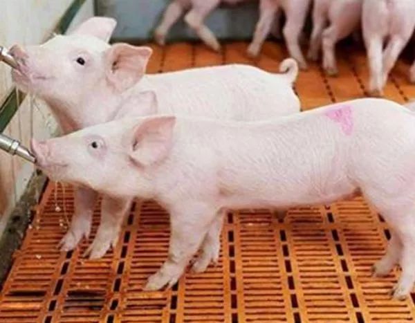 猪不吃不长怎么办,猪不喂饲料怎么长得快