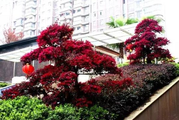 红花檵木的养护方法照片,常见与红花檵木搭配的绿色植物