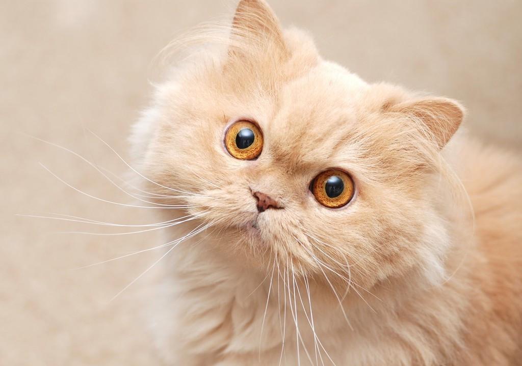 猫犯错可以打吗,猫犯错老是控制不住去打它