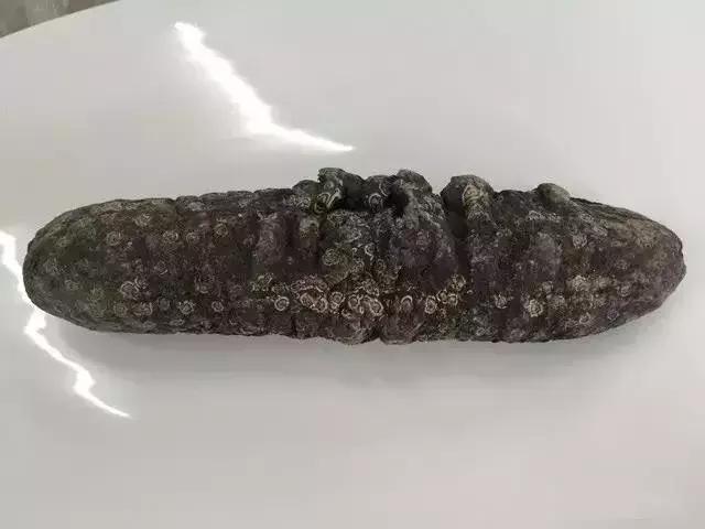 海参的图片和海参的知识,海参介绍的视频