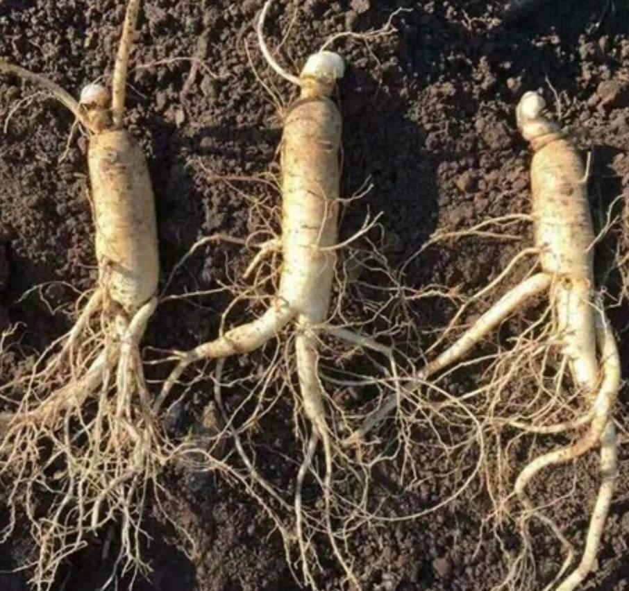 人参好难吃是什么意思,人参好消化吗