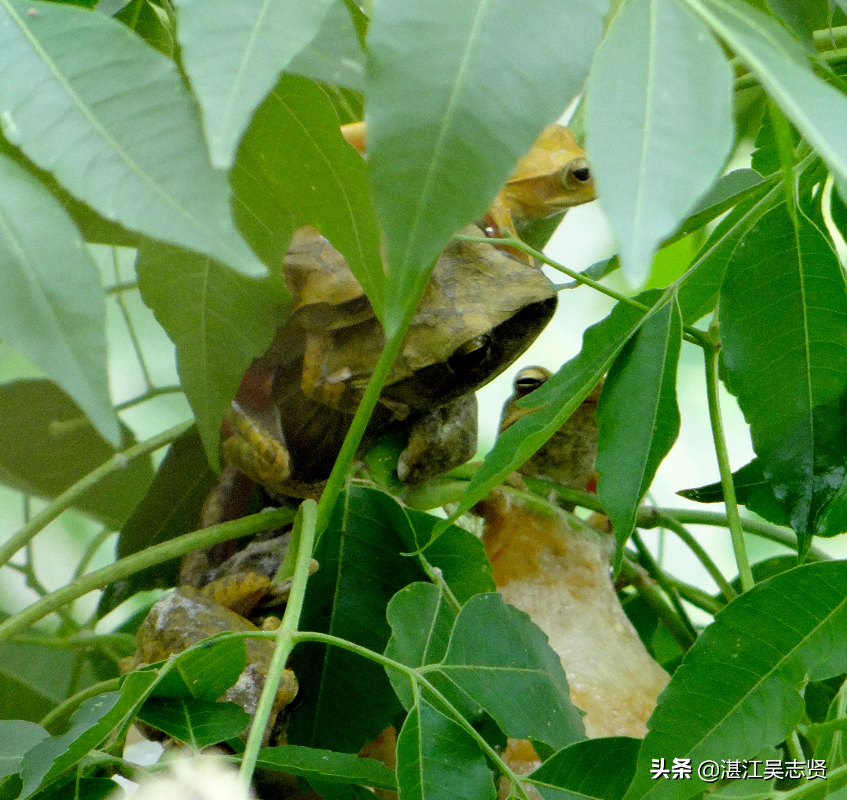 林蛙繁衍方式,什么蛙在树上繁殖