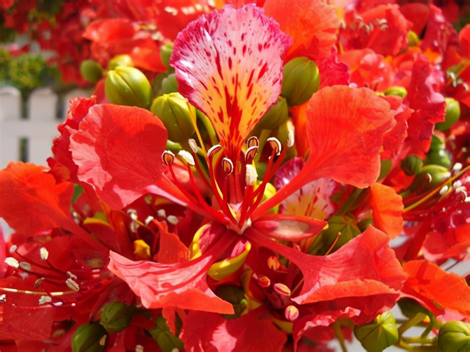 绿山墙的安妮系列有几册,绿山墙的安妮系列大全