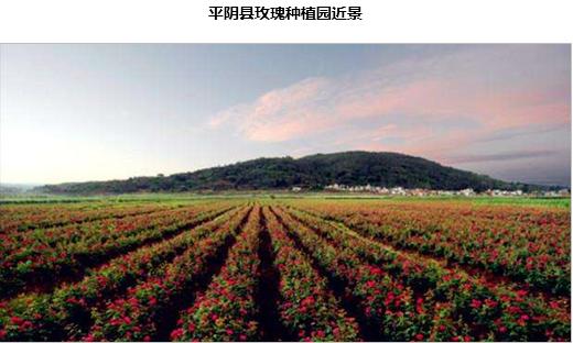 半年卖十亿,半亩花田凭什么?1万6千字告诉你