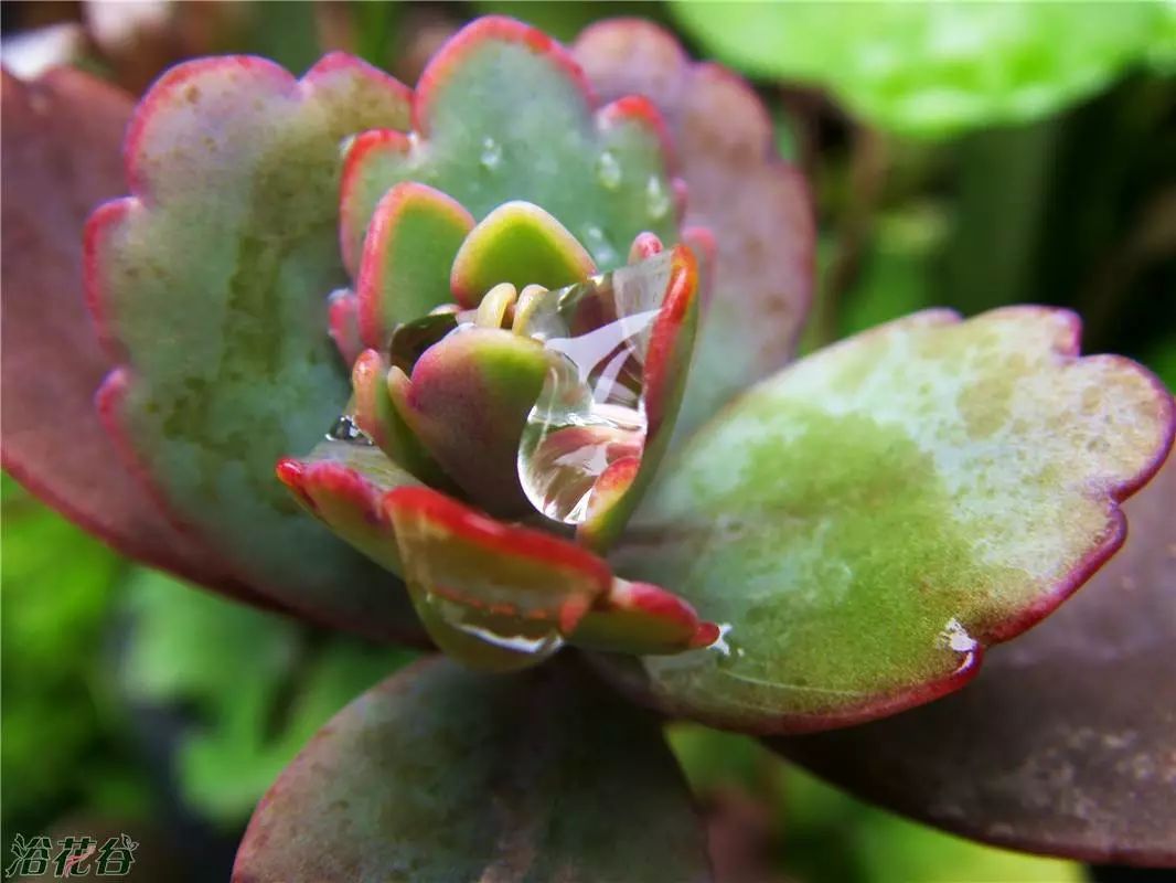 多肉长气根的原因及治疗,为啥多肉杆上长须根