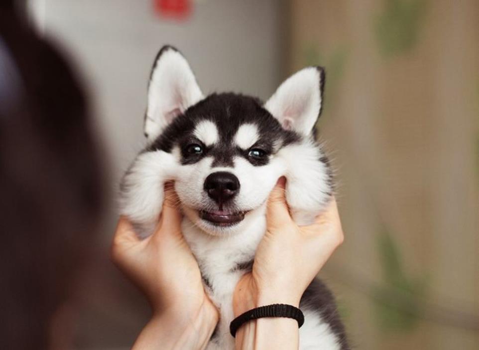 微淘引流最佳方法,双十一微淘玩法